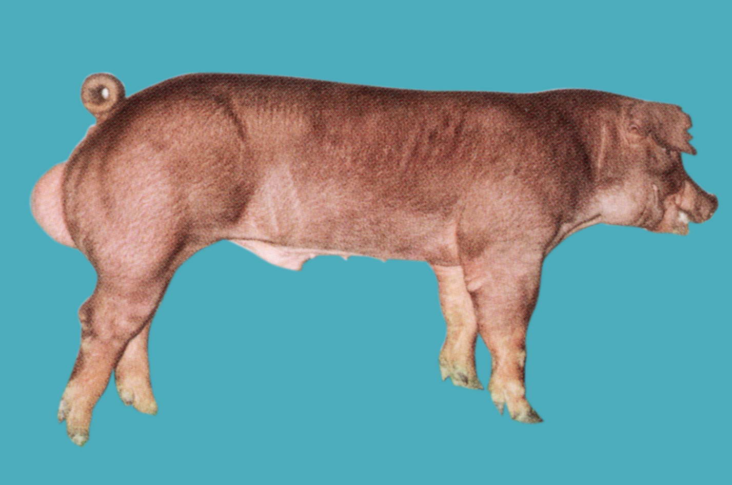 Heo hậu bị đực Duroc